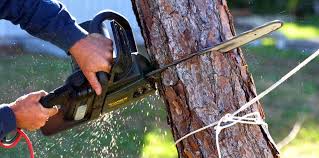Best Palm Tree Trimming  in Perryman, MD