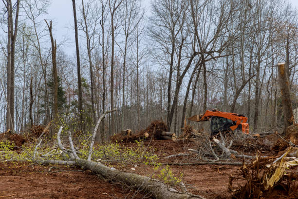 How Our Tree Care Process Works  in  Perryman, MD