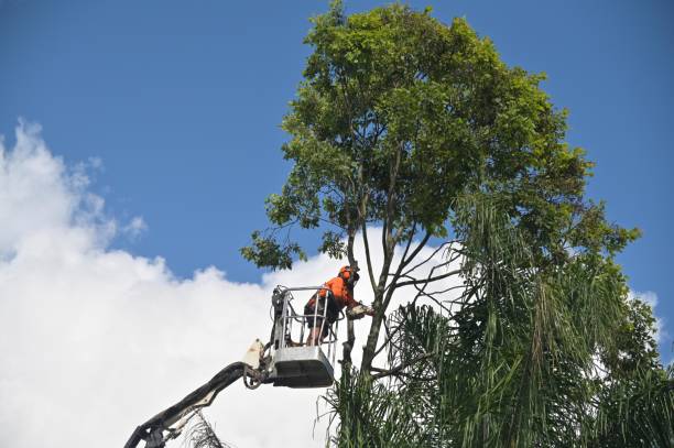 Lawn Renovation and Restoration in Perryman, MD
