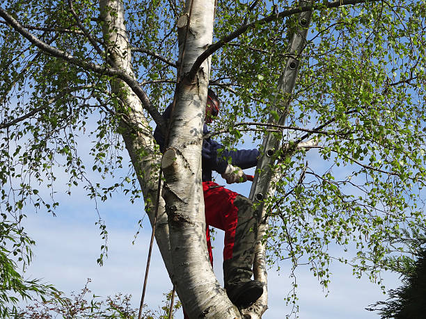 Trusted Perryman, MD Tree Care Experts